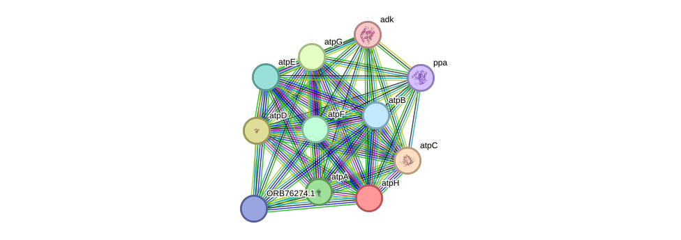 STRING protein interaction network