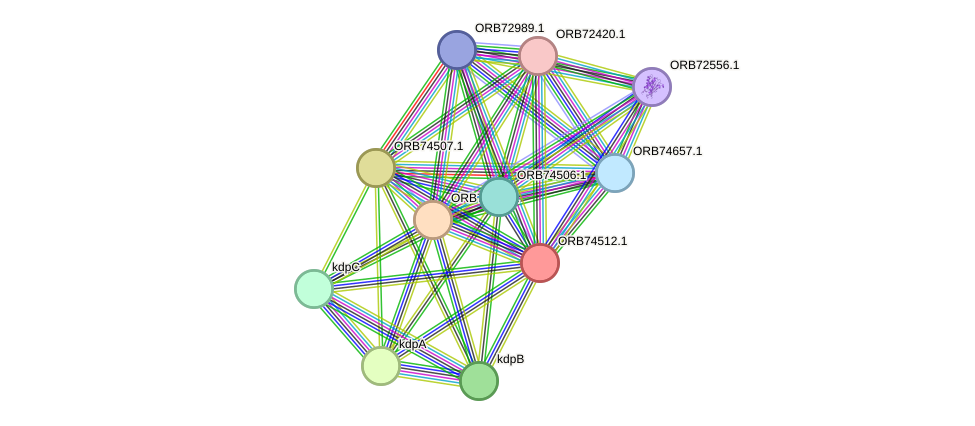 STRING protein interaction network