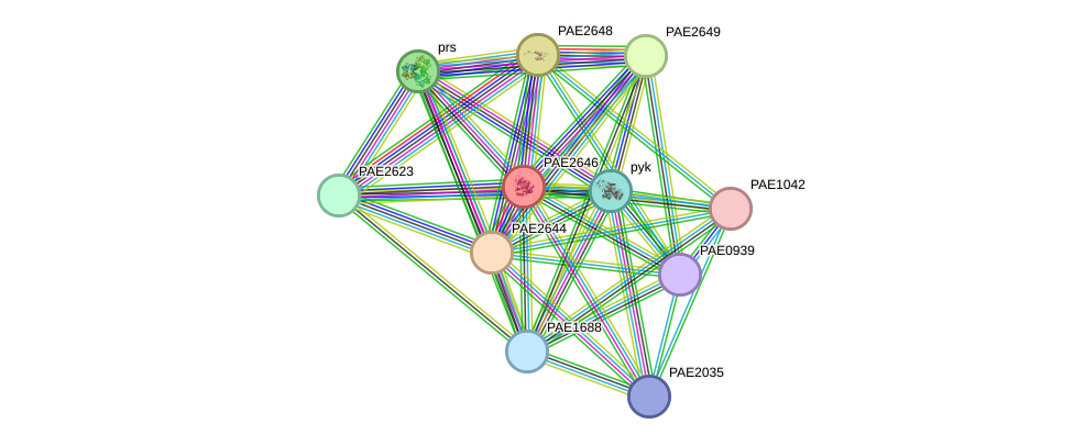 STRING protein interaction network