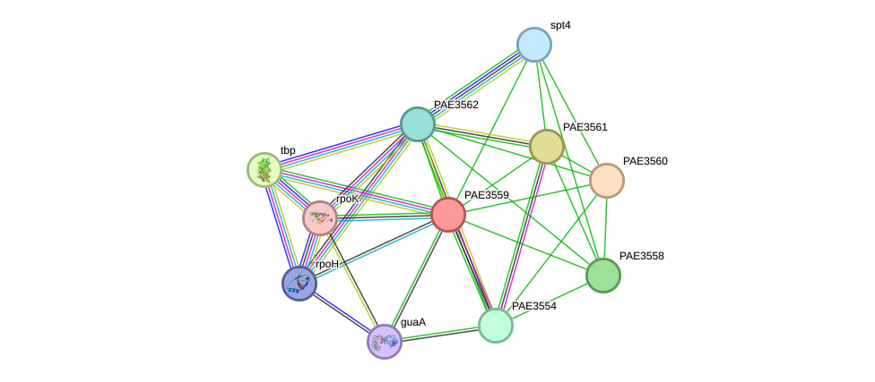 STRING protein interaction network