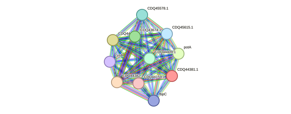 STRING protein interaction network