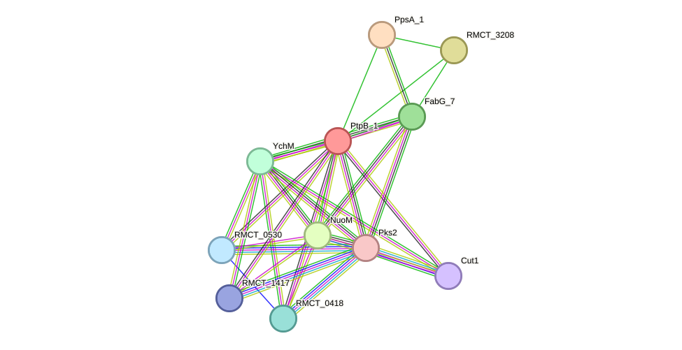 STRING protein interaction network