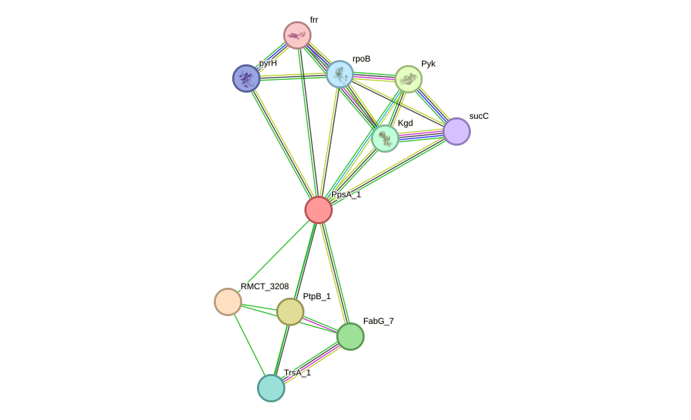 STRING protein interaction network