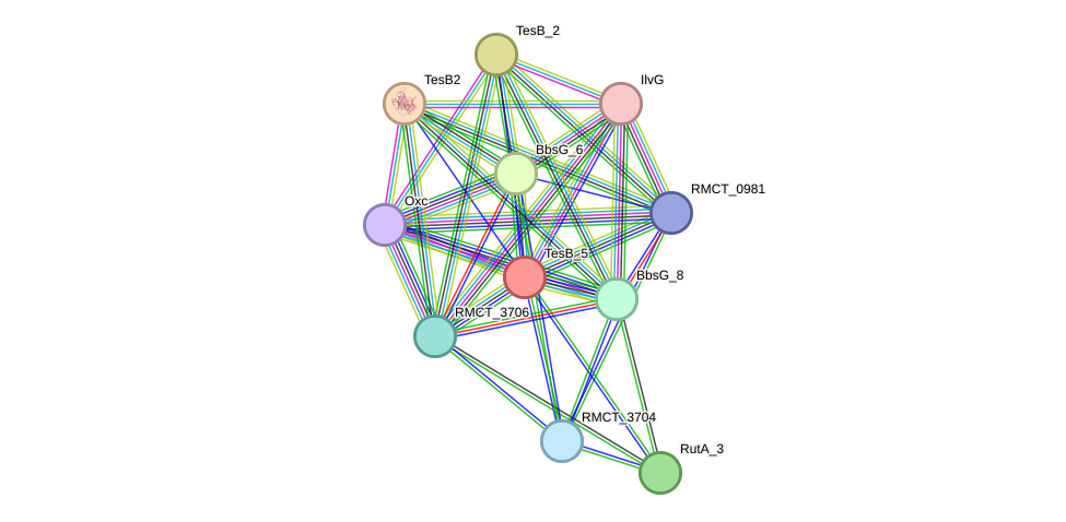 STRING protein interaction network