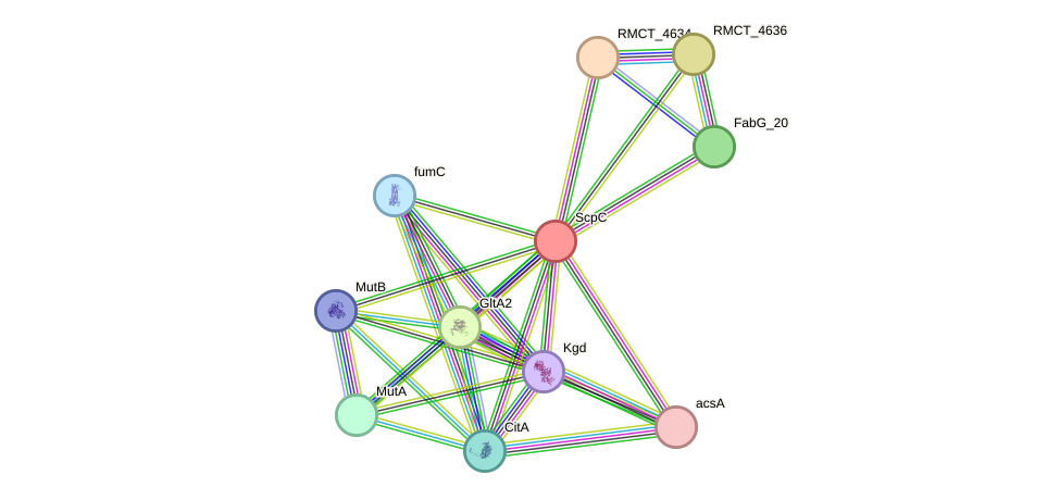 STRING protein interaction network