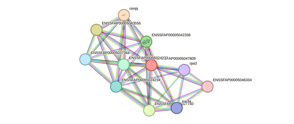 STRING protein interaction network