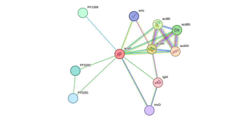 STRING protein interaction network