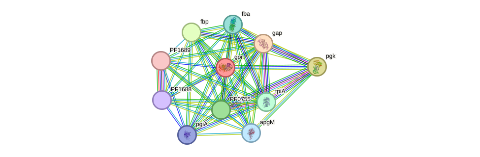 STRING protein interaction network