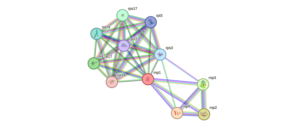 STRING protein interaction network