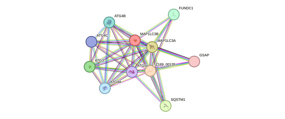STRING protein interaction network