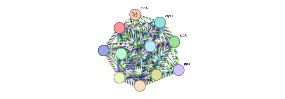 STRING protein interaction network