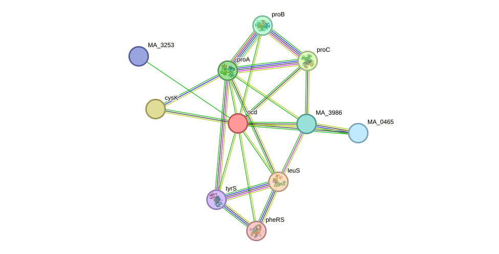 STRING protein interaction network