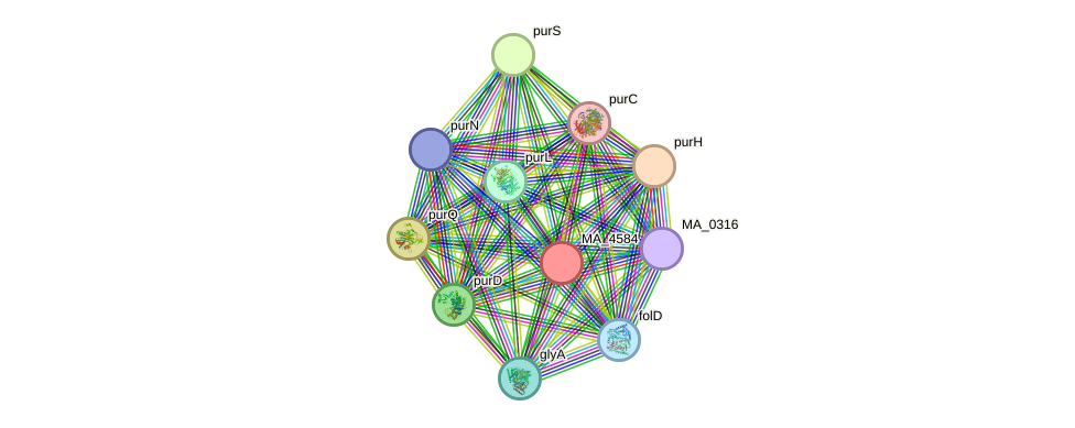 STRING protein interaction network