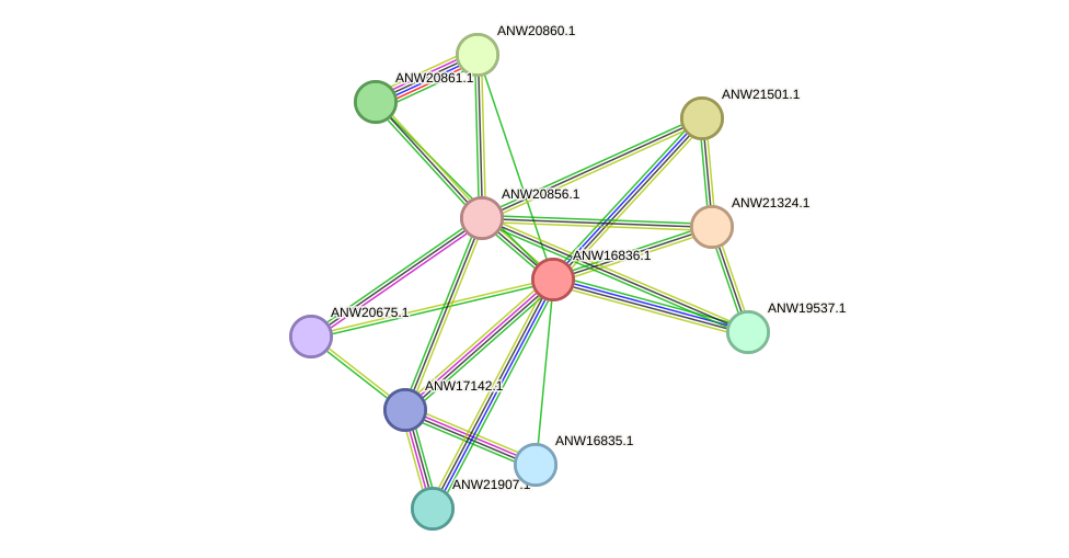 STRING protein interaction network