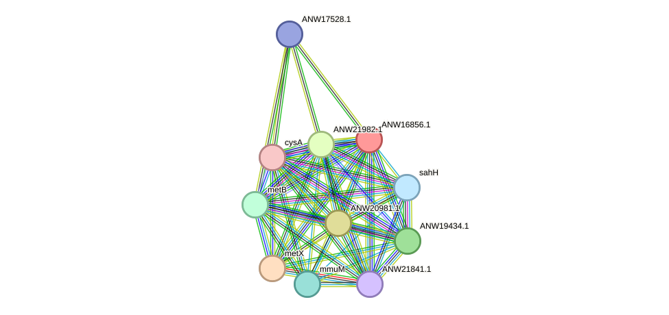 STRING protein interaction network