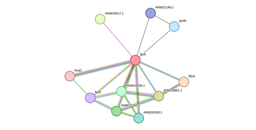 STRING protein interaction network