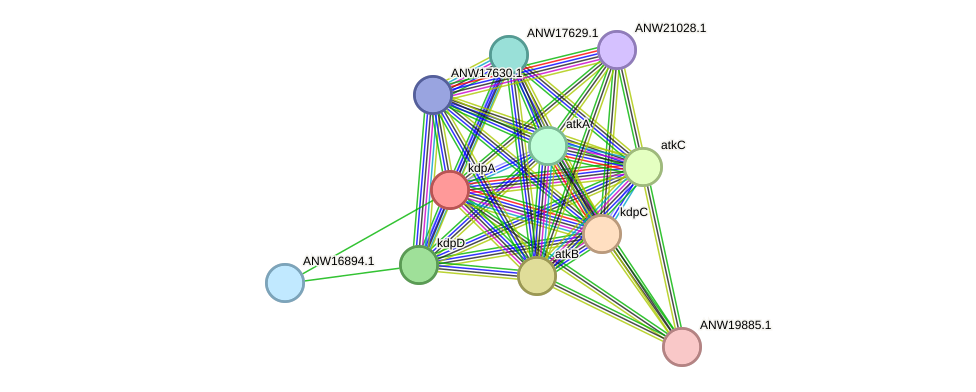 STRING protein interaction network