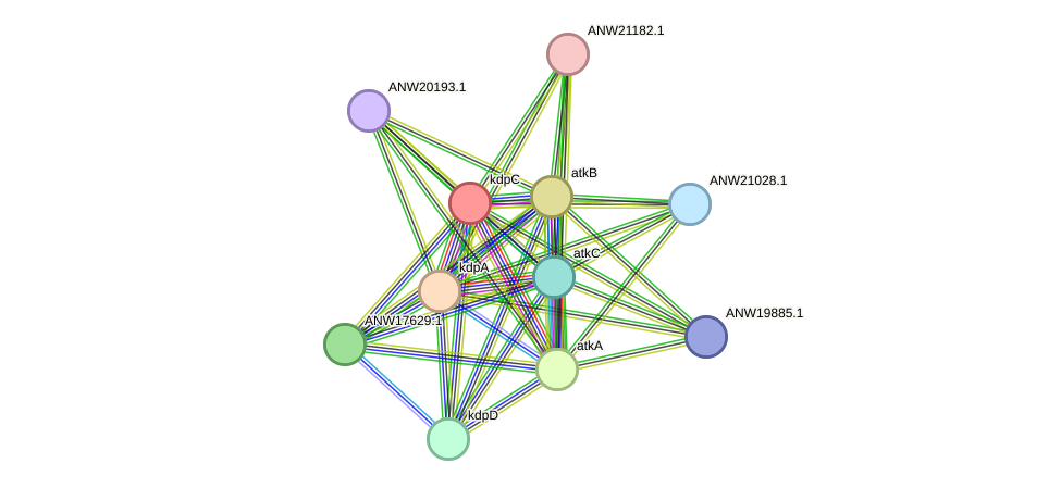 STRING protein interaction network