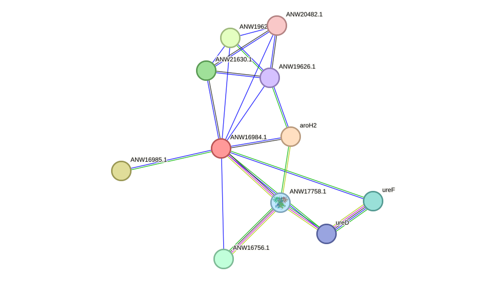 STRING protein interaction network