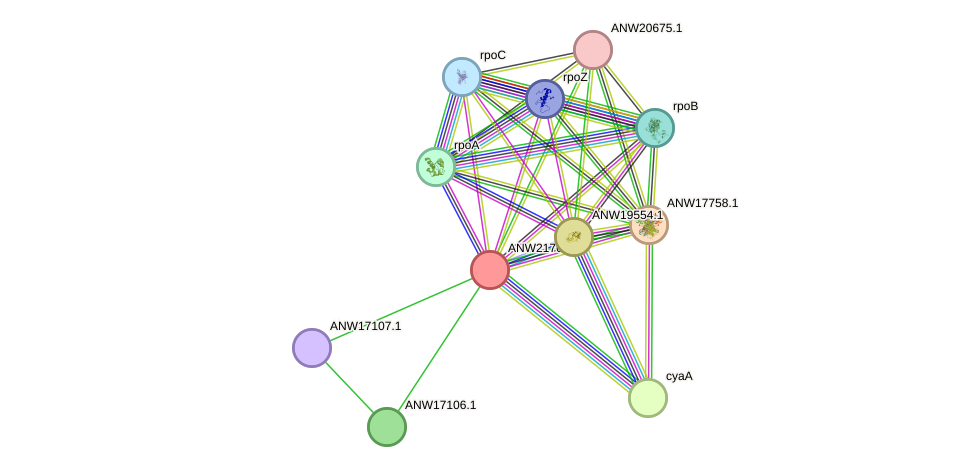 STRING protein interaction network
