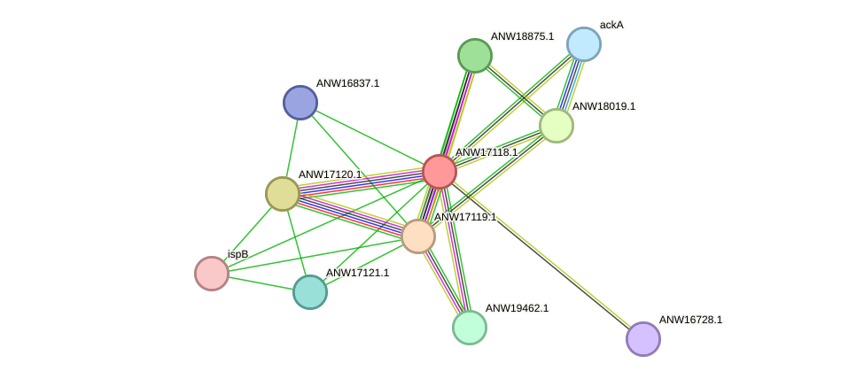 STRING protein interaction network