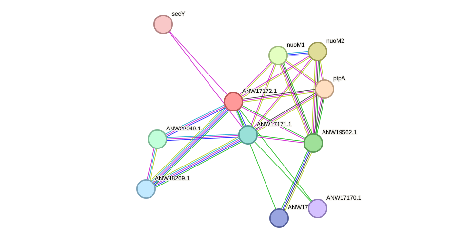 STRING protein interaction network