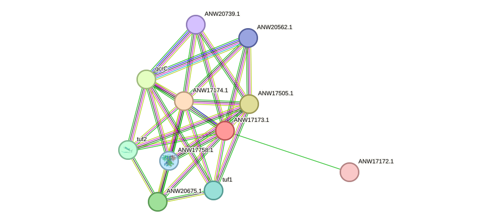 STRING protein interaction network
