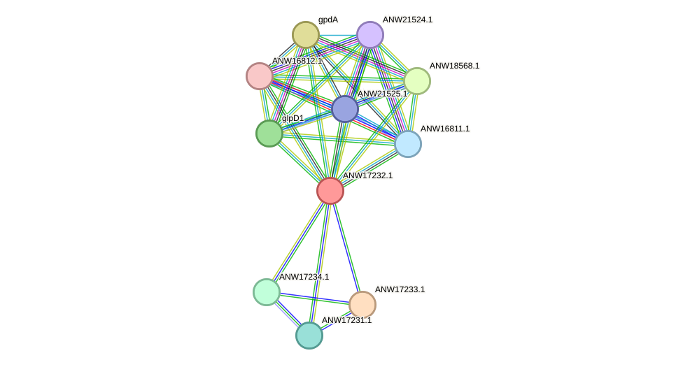 STRING protein interaction network