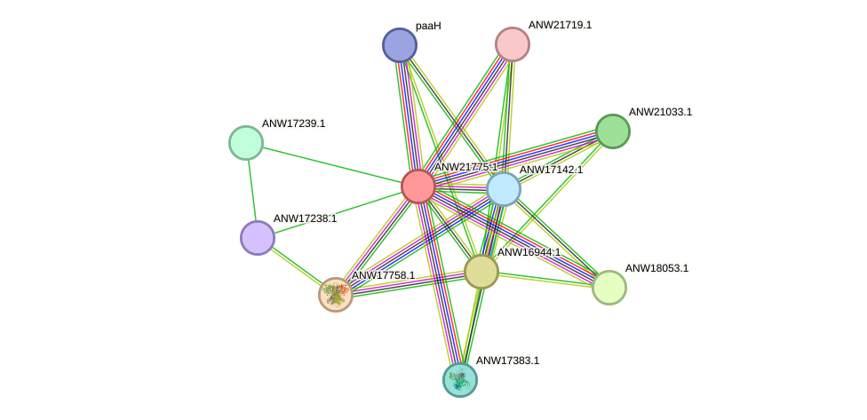 STRING protein interaction network