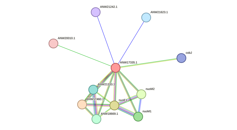 STRING protein interaction network