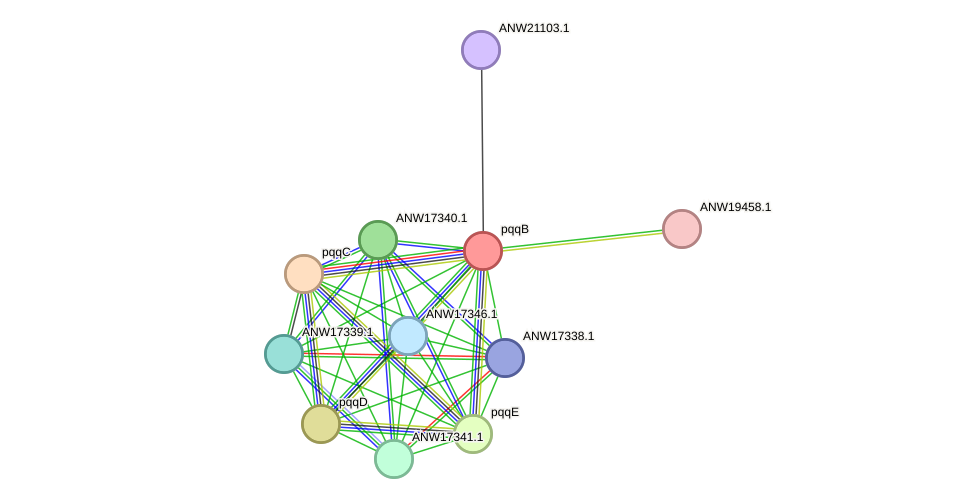 STRING protein interaction network