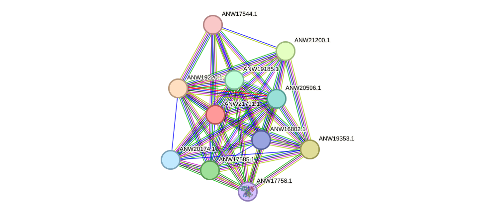 STRING protein interaction network