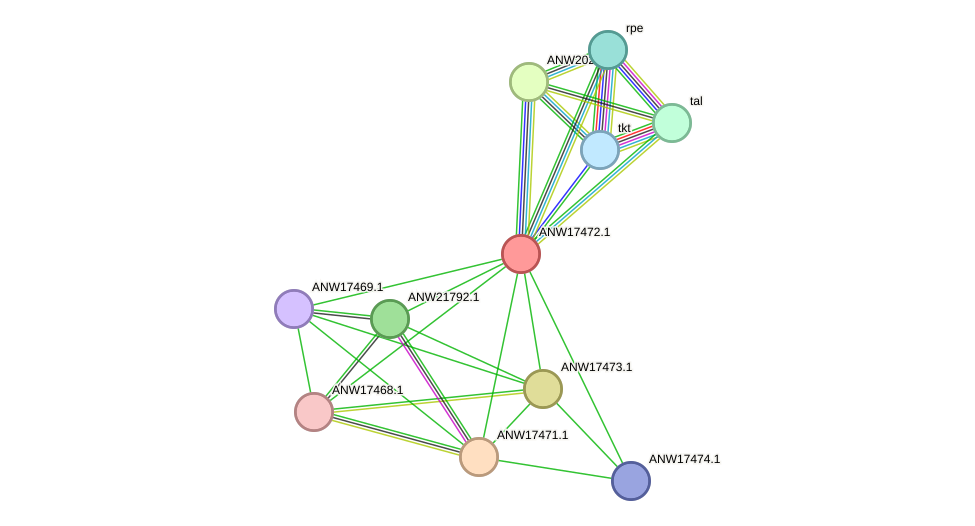 STRING protein interaction network