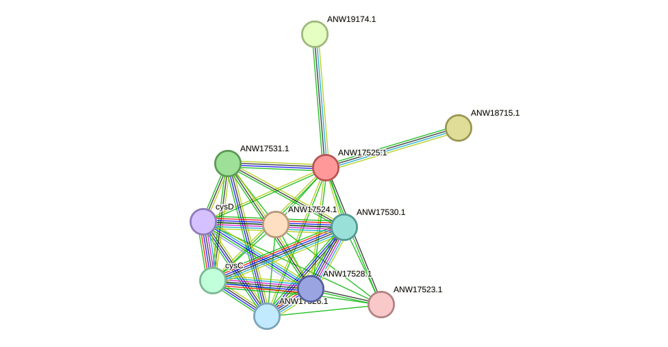 STRING protein interaction network
