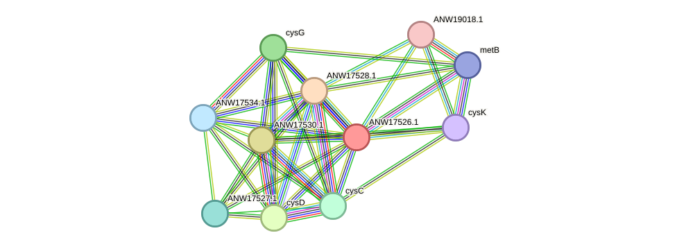 STRING protein interaction network