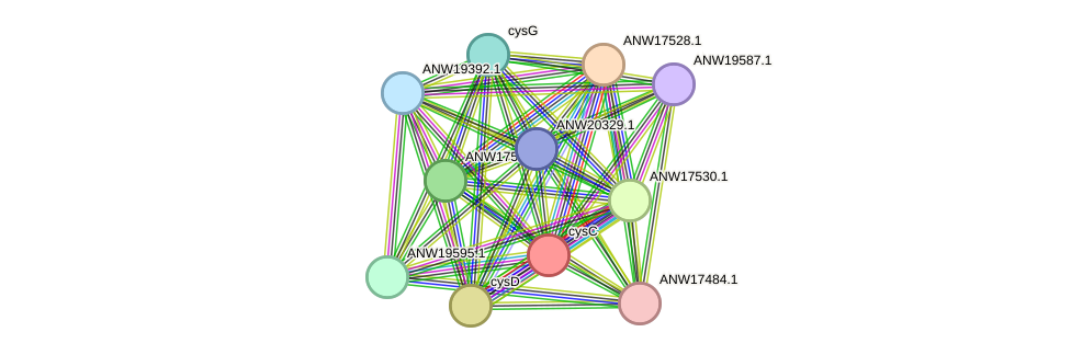 STRING protein interaction network