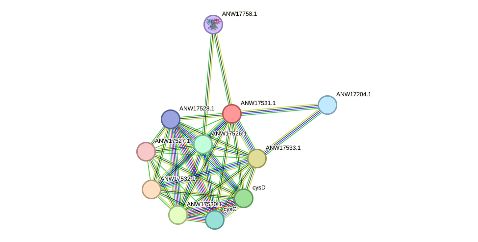 STRING protein interaction network
