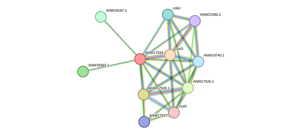 STRING protein interaction network