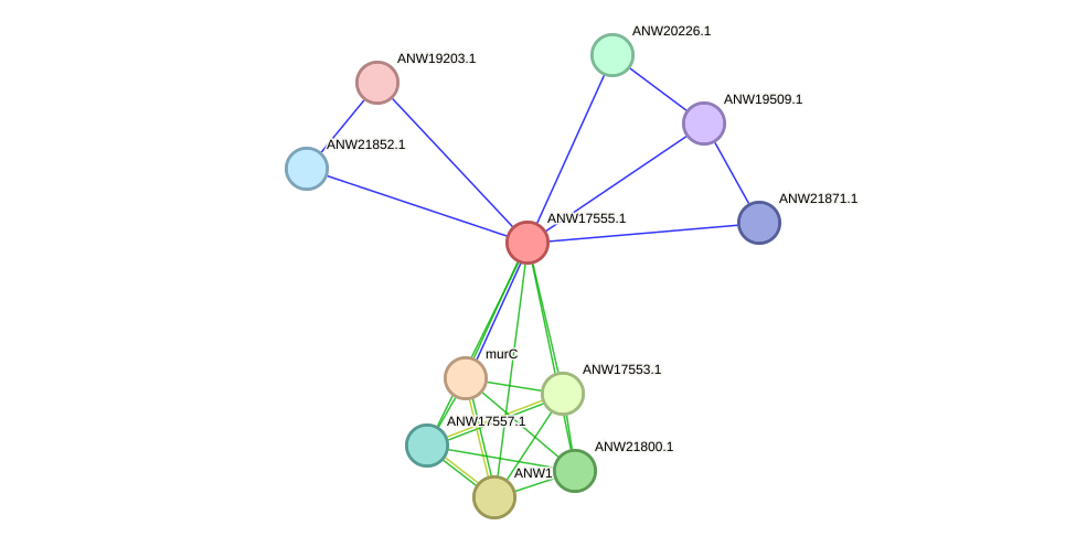 STRING protein interaction network