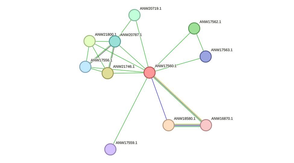 STRING protein interaction network