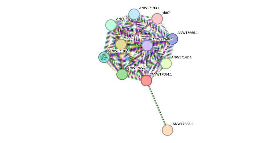 STRING protein interaction network