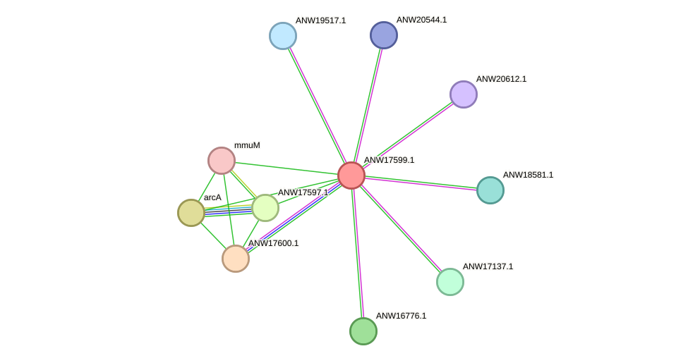 STRING protein interaction network
