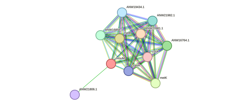 STRING protein interaction network