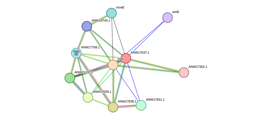 STRING protein interaction network