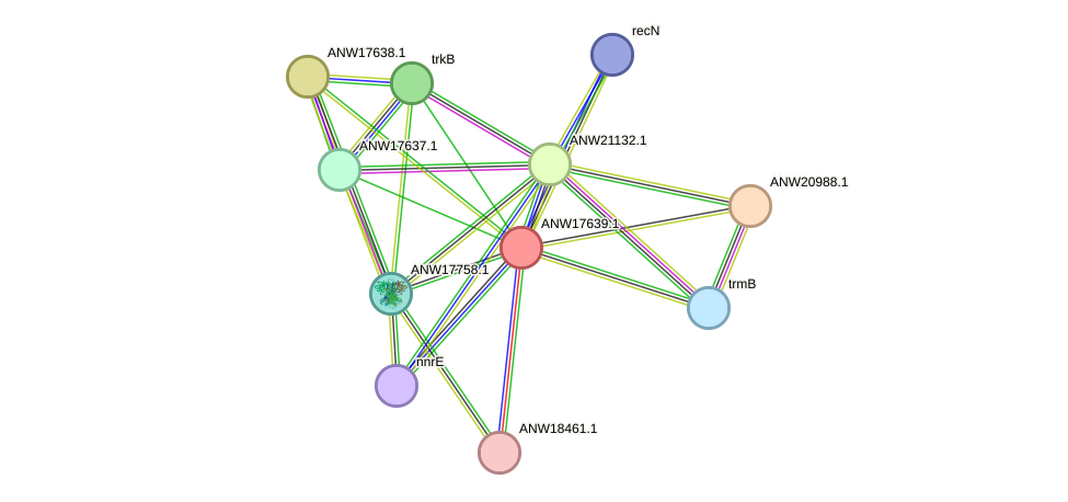 STRING protein interaction network