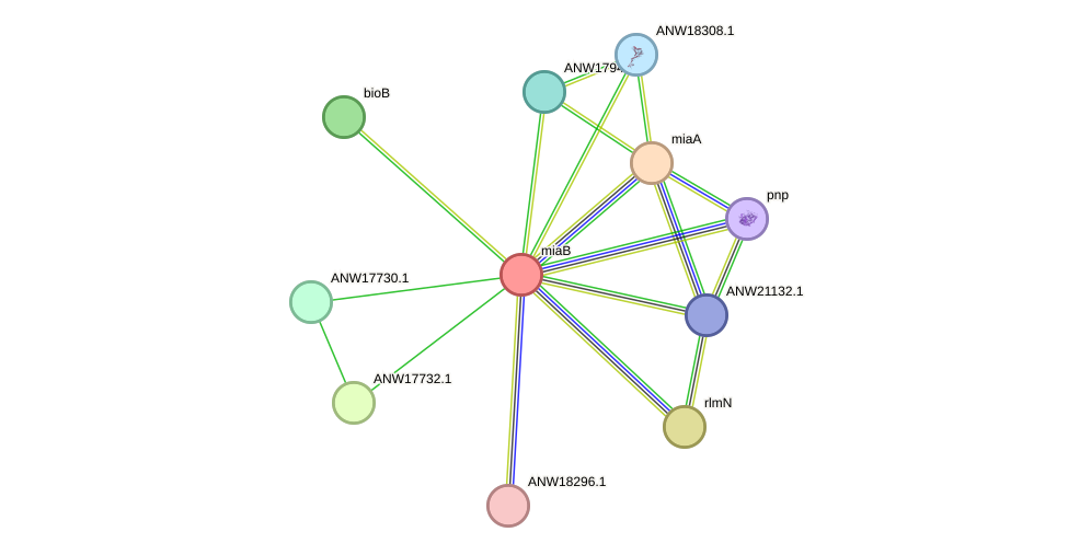STRING protein interaction network