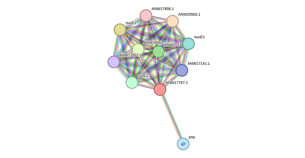 STRING protein interaction network