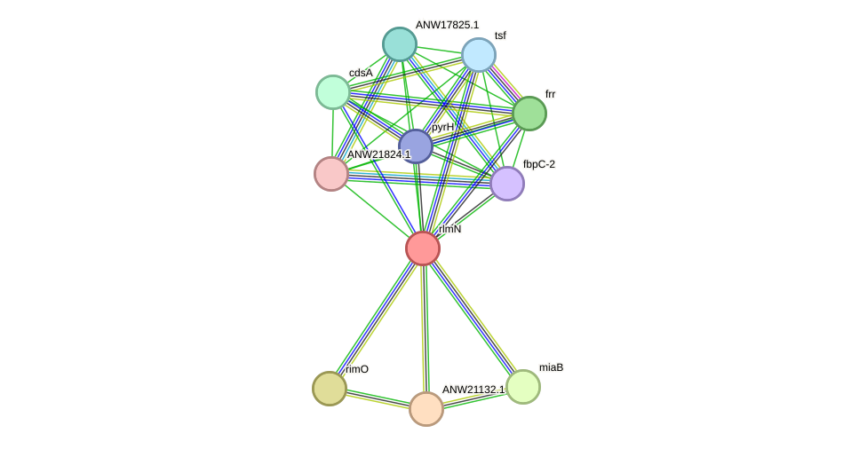 STRING protein interaction network