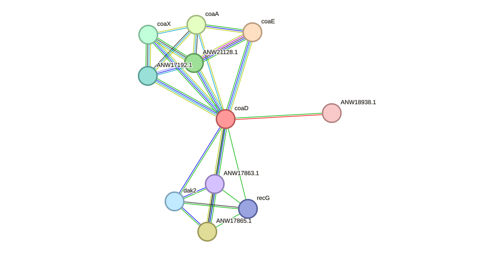 STRING protein interaction network
