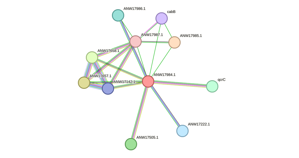 STRING protein interaction network